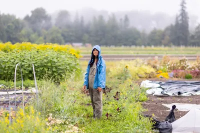 Teresa Shiraishi tends to her small organic flower and vegetable farm in Sequim, Washington on July 24, 2023. Siraishi is a Clinical Social Work/Therapist with a focus on racial identity and trauma, among other things. She also has a background in social justice organizing. For the past few years she and her husband have turned some of their focus to organic farming.